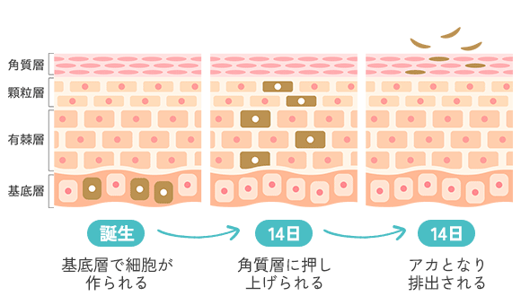 ターンオーバーの仕組み