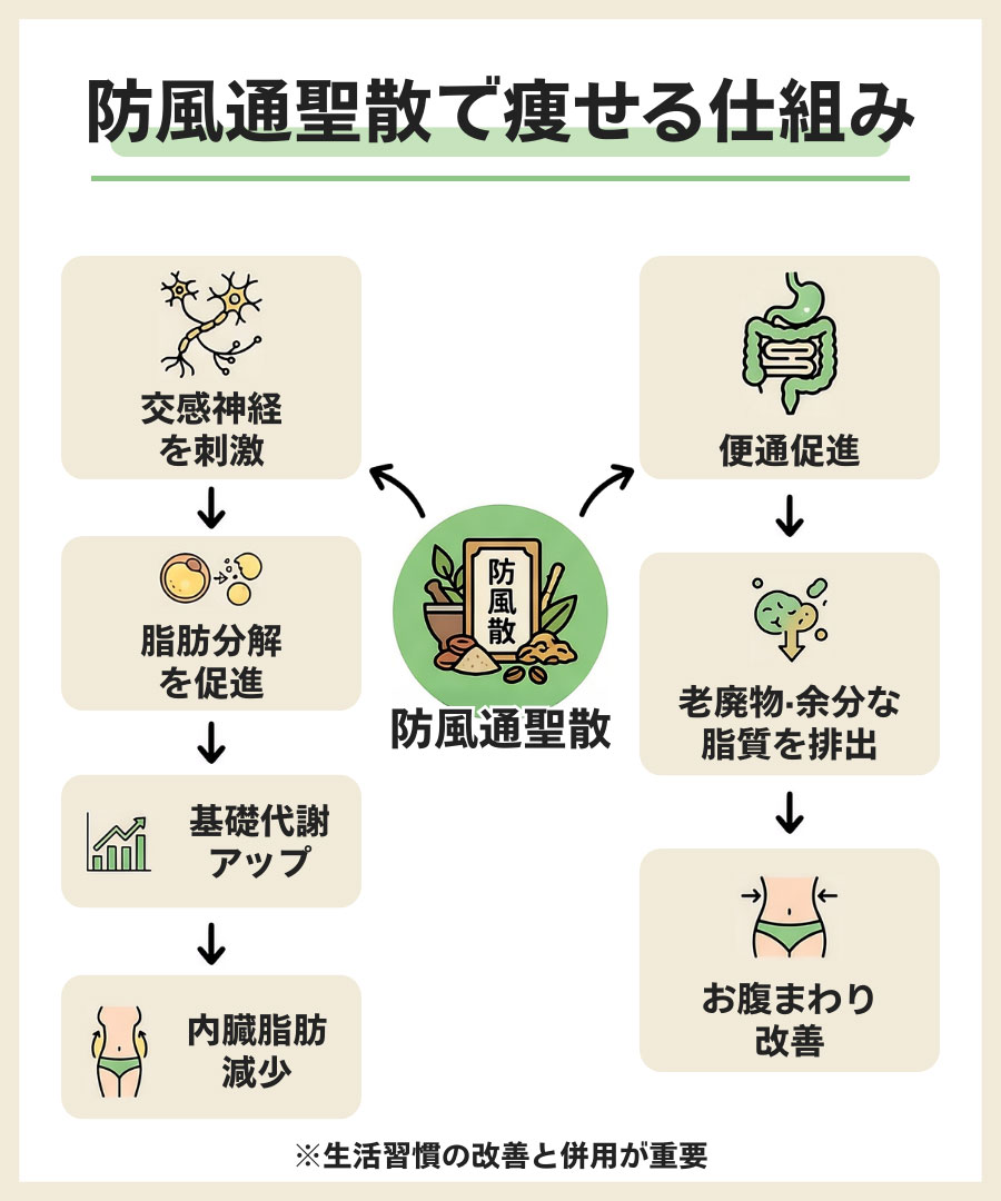 防風通聖散で痩せる仕組み