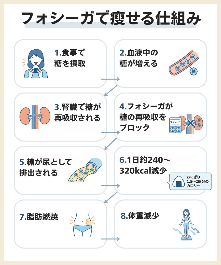 フォシーガで瘦せる仕組み